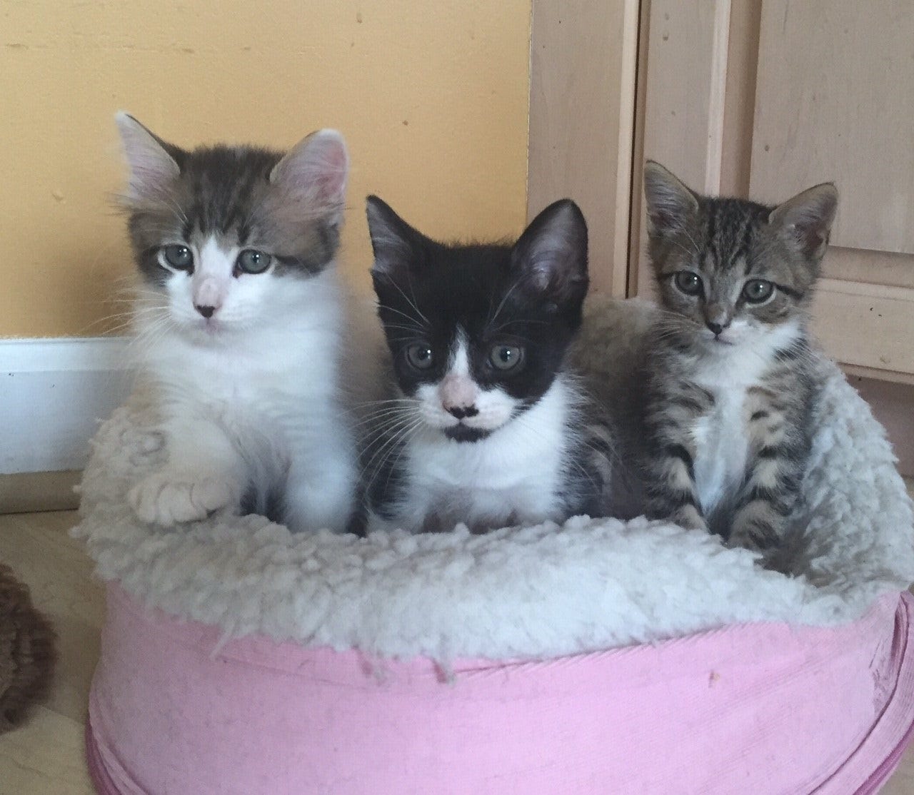 kittens ready for adoption